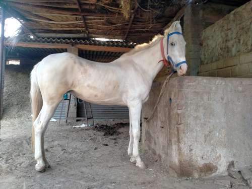 abhor female horse — photo 3