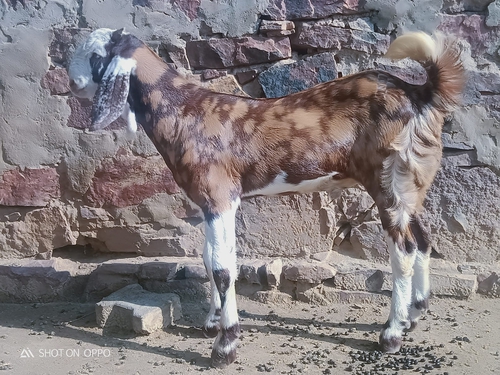 Gujari Goat  — photo 5