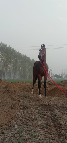 Albstra Horse
