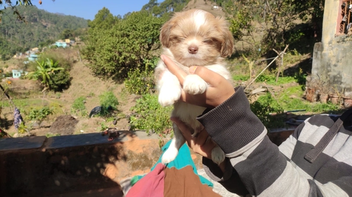 Lhasa apso Puppy — photo 6