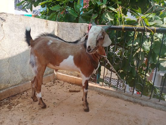 Barbari cross male