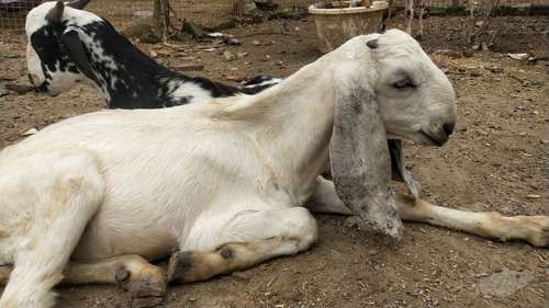 Beetal Goat white eyes — photo 2