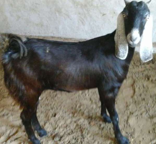 Jakhrana Goat — photo 2