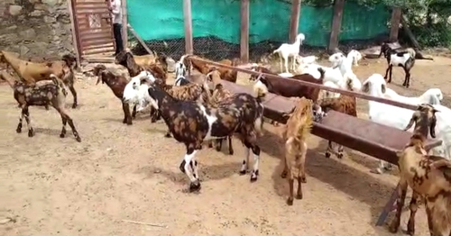 Sirohi Goats — photo 6