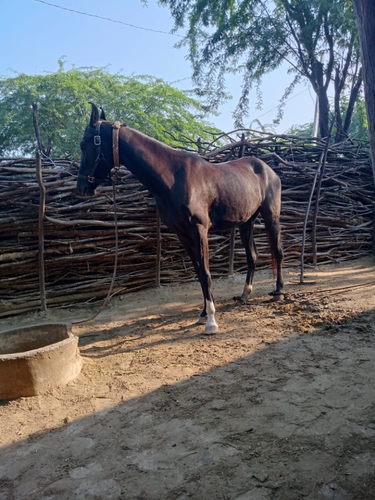 Horse — photo 3