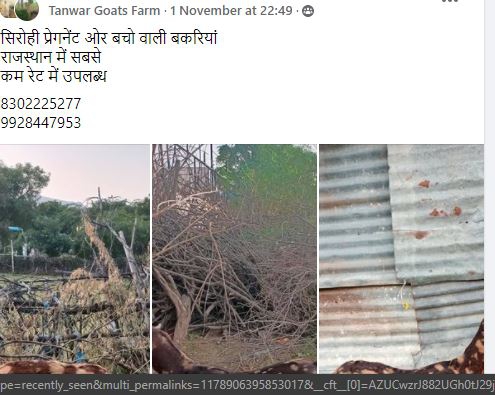 Sirohi Goat — photo 4