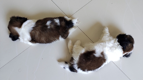 Shihtzu — photo 6