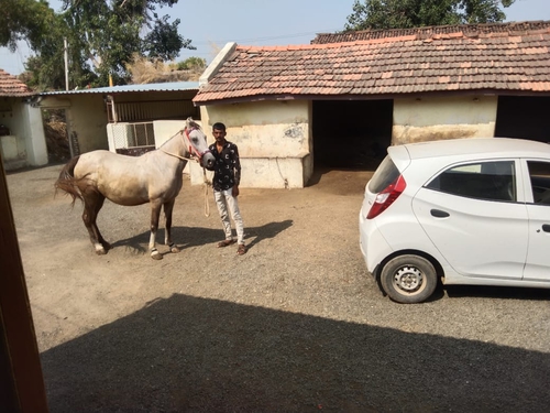 Kathiyawadi Horse — photo 4