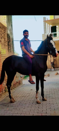 Marwari Horse — photo 4