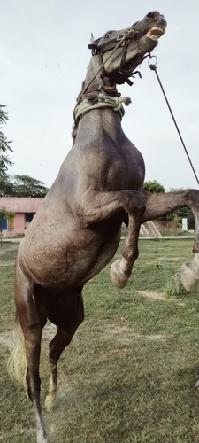 Marwadi Horse 🐎