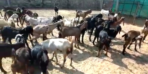 Cutting Goats