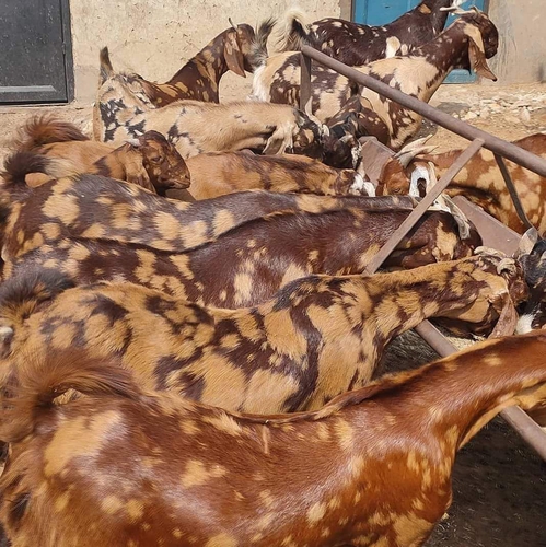 Sirohi Goat — photo 4