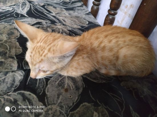 Cat — Free adoption for cat, Haryana, India