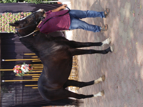 Marwadi horses for sale