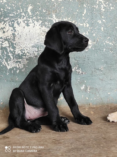 Labrador Puppy — photo 2