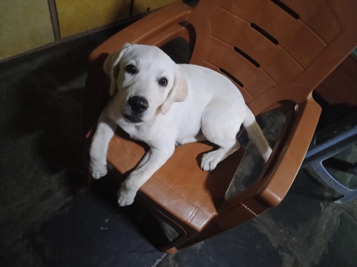 Labrador puppy