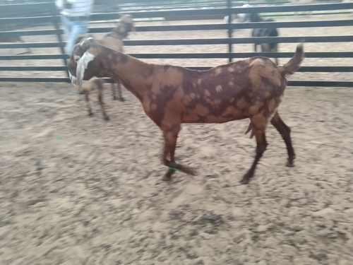 Sirohi goat — photo 6