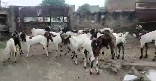Totapuri Goat — photo 2