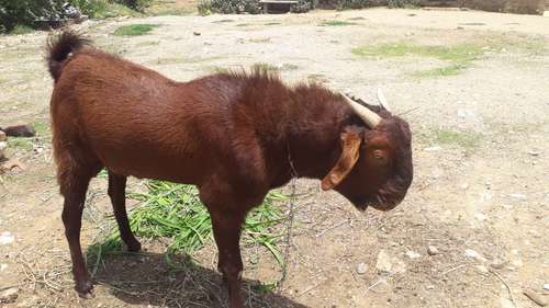 Ajmeri Goat