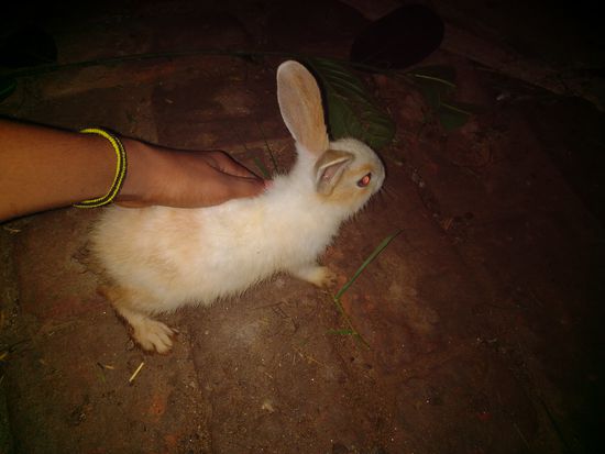 Rabbit baby girl sell — photo 4