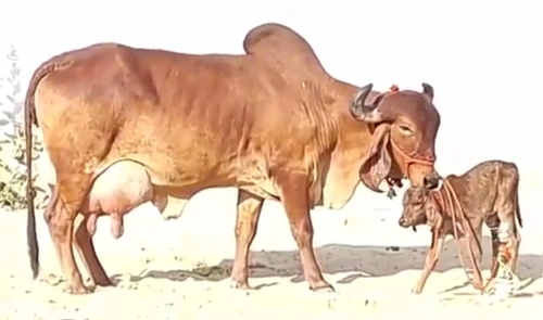 Gir Cow — photo 2