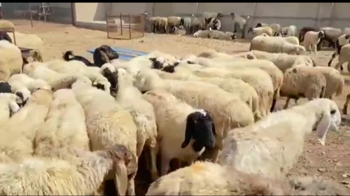 Sheep — Bhed, Rajasthan, India