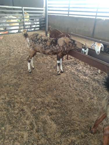 Sirohi goat — photo 4