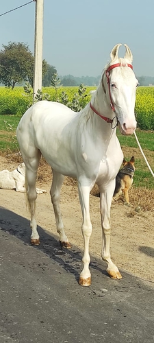 Marwari Horse — photo 4