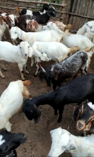 Nati Goat — photo 4