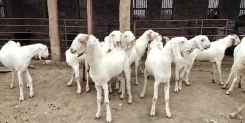 Sojat  Male Goat — photo 4