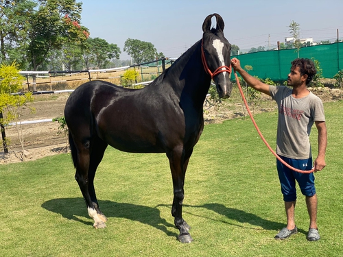 Marwari Horse — photo 5