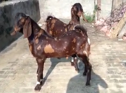 Sirohi Goats — photo 3
