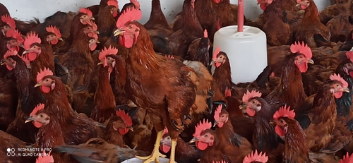 Hen — photo 6