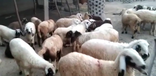 Sheep — Sheep, Kishangarh, India