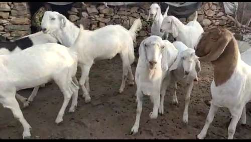 Sojat Goat — photo 4