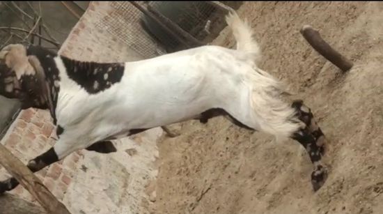 Goat — photo 3