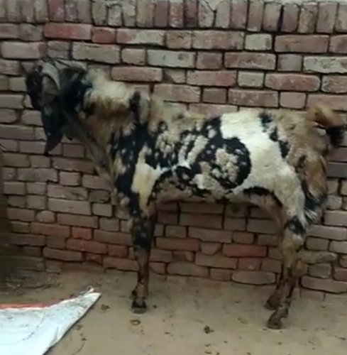 Beetal Goat — photo 2