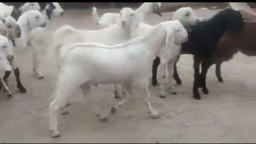 Sojat Goat — photo 2
