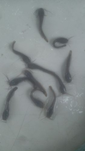 Standard sized Clarias — photo 3