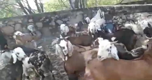 Gujri Goats — photo 2