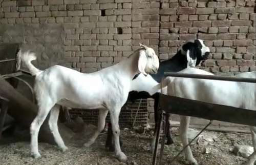 Punjabi Beetal — photo 3