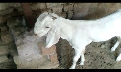 Patira Baby Gulabi Goat — photo 2