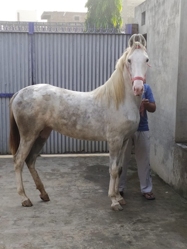 Sanjaff Mare