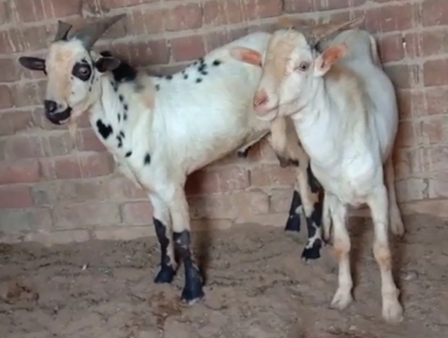 Barbari Goat — photo 3