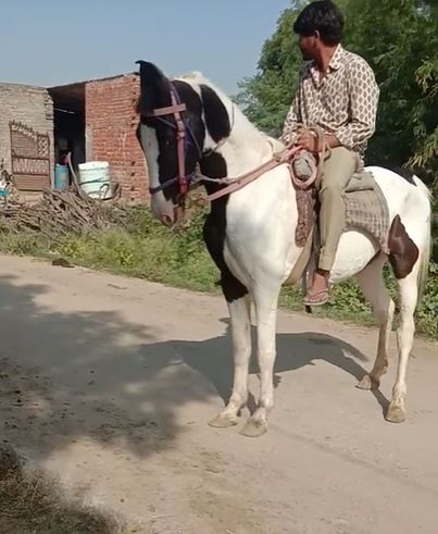 Horse