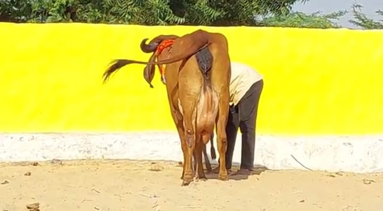 Cow — photo 3
