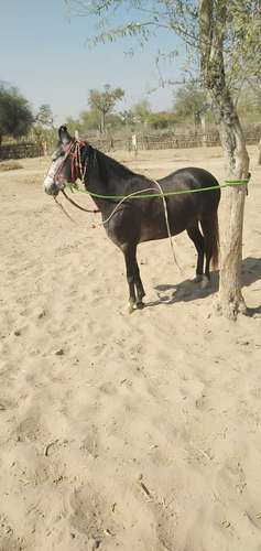  Marwadi Horse — photo 4