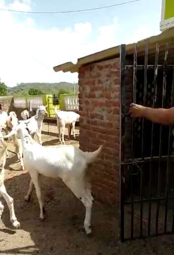 Sojat Goat