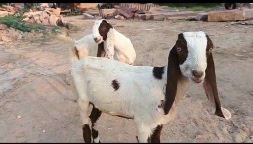 Hyderabadi, Totapari Goat — photo 5