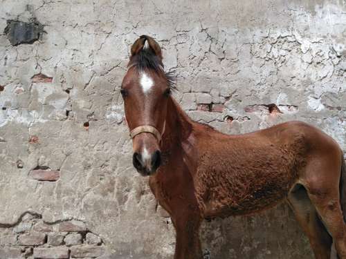 Bachera horse panchkalyaan — photo 3
